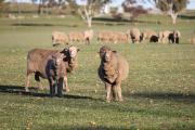 Sheep in paddock