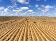 Photograph of a canola crop with patchy germination in a dry start to the season
