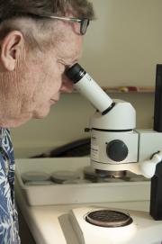 Examining fruit fly eggs