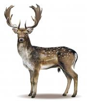 Fallow male stag