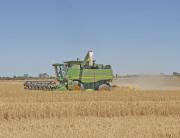 Combine harvester operating in a cereal crop