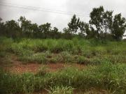 Gamba grass an environmental weed in the Northern Territory 