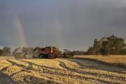 Harvester in wheatfield with rainbows.