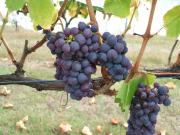 Kadarka wine grapes