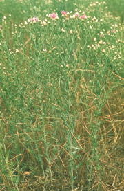 Creeping knapweed plants may reach up to one metre in  height.