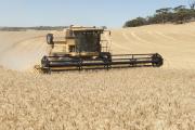Grain harvester