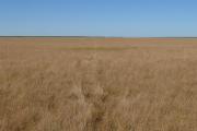 Marine couch pasture, Roebuck land system