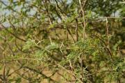 Mesquite branches with bipinnate leaves and spines