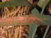 Wheat leaf with nodorum blotch