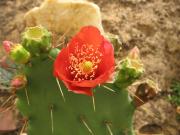 Red flower of Opuntiod elatior with cacti pad in background