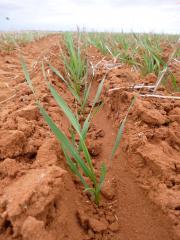 Wheat plants 19 days after seeding on 9th April 2015 at Yuna