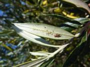 Olive lace bug adult and nymphs on the underside of an olive leaf