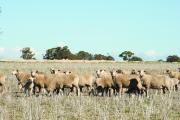 Sheep grazing pasture
