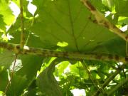 A grapevine cane with patches of grey powdery mildew infections covering the surface 