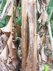 A banana plant stem showing splitting of the pseudostem associated with Panama disease infection.