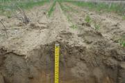 Poor wetting up and crop establishment in knife point sown furrows in water repellent sand