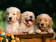 Puppies