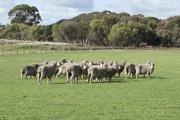 Sheep standing in the middle of a paddock.