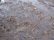 Water ponding on repellent soil with dry soil underneath