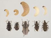 Different pest weevils species