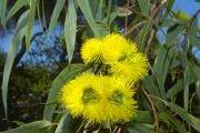 Yellow flowering eucalyptus with green leaves in the background