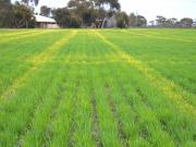 crop yellowing from waterlogging in compact soil from cropping traffic in a wet year