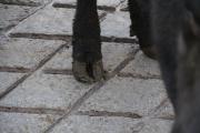 Close up of a cow's back feet with a bent-looking hoof