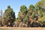Conifers with brown foliage, mostly at the base of the tree.