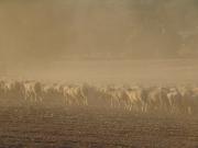 Sheep in a dry, dusty paddock