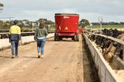 ABD staff walking through a cattle feedlot