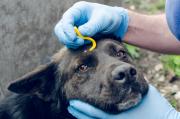 Removing a tick from a dog