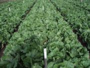 Mature lettuce growing in a trial plot, nearing harvest