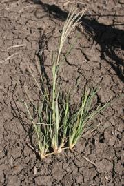 Windmill grass in fallow