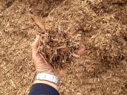 plantation grown woody biomass