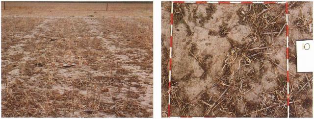 Photograph of cereal stubble with the minimum cover to minimise wind erosion
