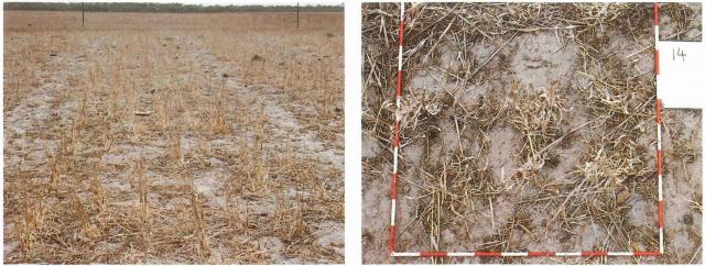 Photograph of cereal stubble with enough cover to minimise wind erosion