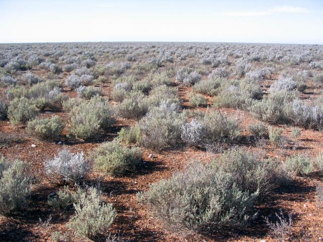 Photograph of a Nullarbor community in good condition