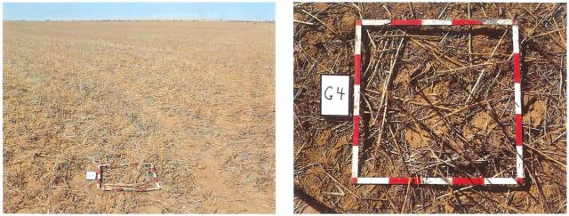 Photograph of lupin stubble with enough cover to minimise wind erosion