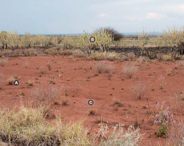 Photograph of buffel grass pasture in poor condition