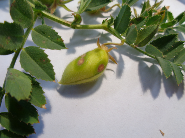 Ascochyta blight pod infection in chickpea. Image: DPIRD