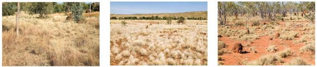 Three photographs showing variation in the appearance of fair condition rangeland pastures