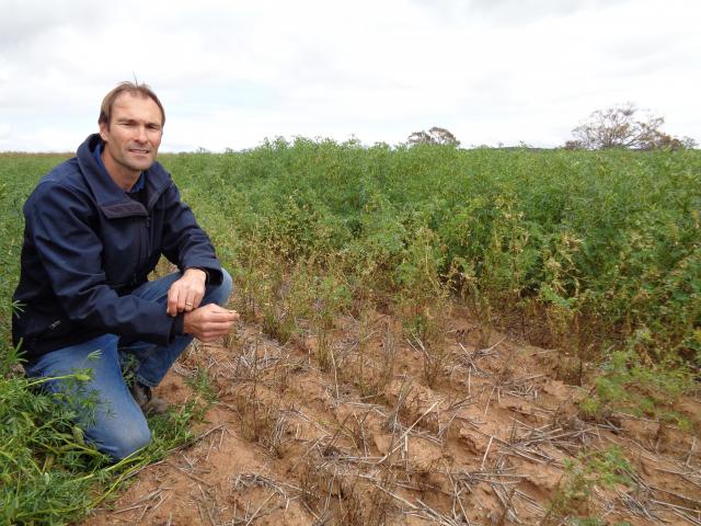 DPIRD research scientist Martin Harries inspecting plots of Howzat chickpea infected with ascochyta blight