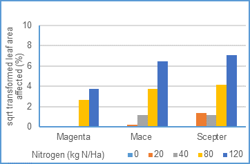 Impact of rates of nitrogen applied on powdery mildew severity, of three wheat varieties grown in glasshouse conditions in 2018. Scepter rated SVS, Mace MSS, and Magenta MR to powdery mildew. Data shown has undergone a square root transformation (LSD: var