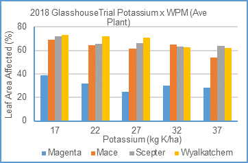 Impact of rates of potassium applied on powdery mildew severity, of four wheat varieties grown in glasshouse conditions in 2018. Magenta rated MR, Mace MSS, Scepter and Wyalkatchem SVS to powdery mildew (LSD: variety 4.7%, K level 8.9%, K x var 12.4%).