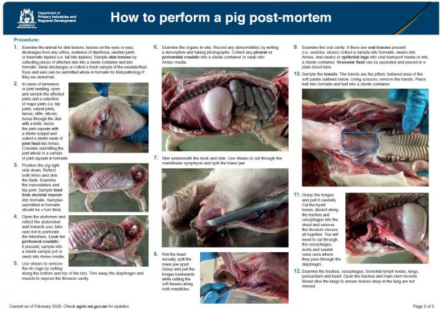 Image and Link to Pig Post-mortem Guide