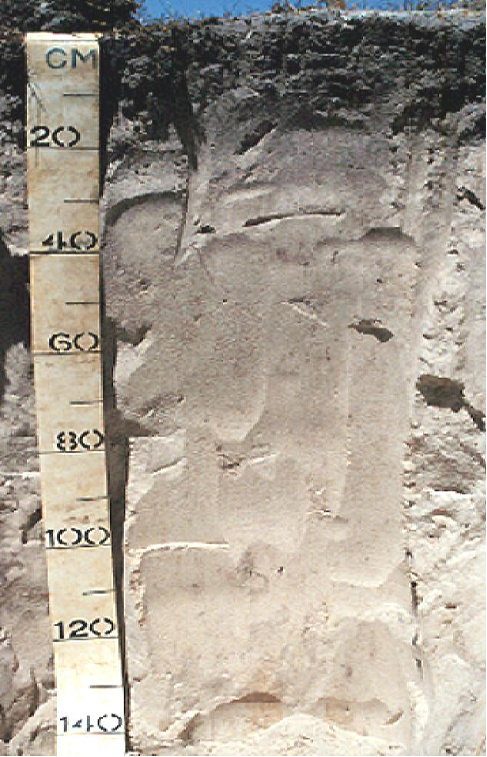 Soil profile showing dark grey sands to 20 centremetres below the soil surface, then light grey to white soils extending to 140 centremetres.