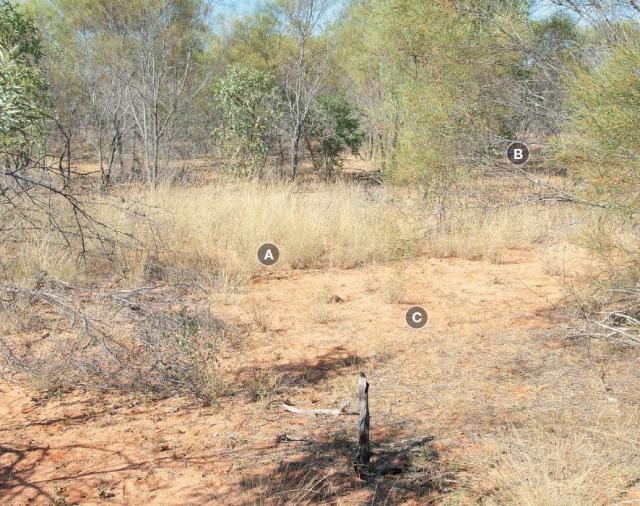 Photograph of Pindan pasture in poor condition in the Kimberley