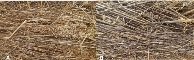 Saprophytic growth on post weathered windrows. LHS = saprophytic growth on windrow with strobilurin treatment 21 days prior to cutting; RHS = saprophytic growth on windrow with nil treatment.