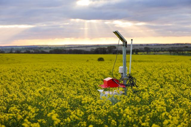 Trapview’s automated wing trap. Image: Christiaan Valentine, DPIRD.