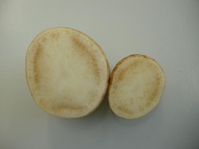 Browning of vascular tissue in Zebra chip affected freshly cut potato tubers